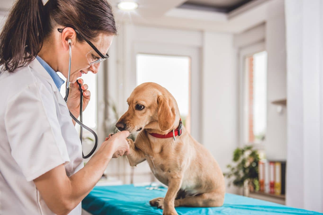 desgravar los gastos veterinarios en la renta