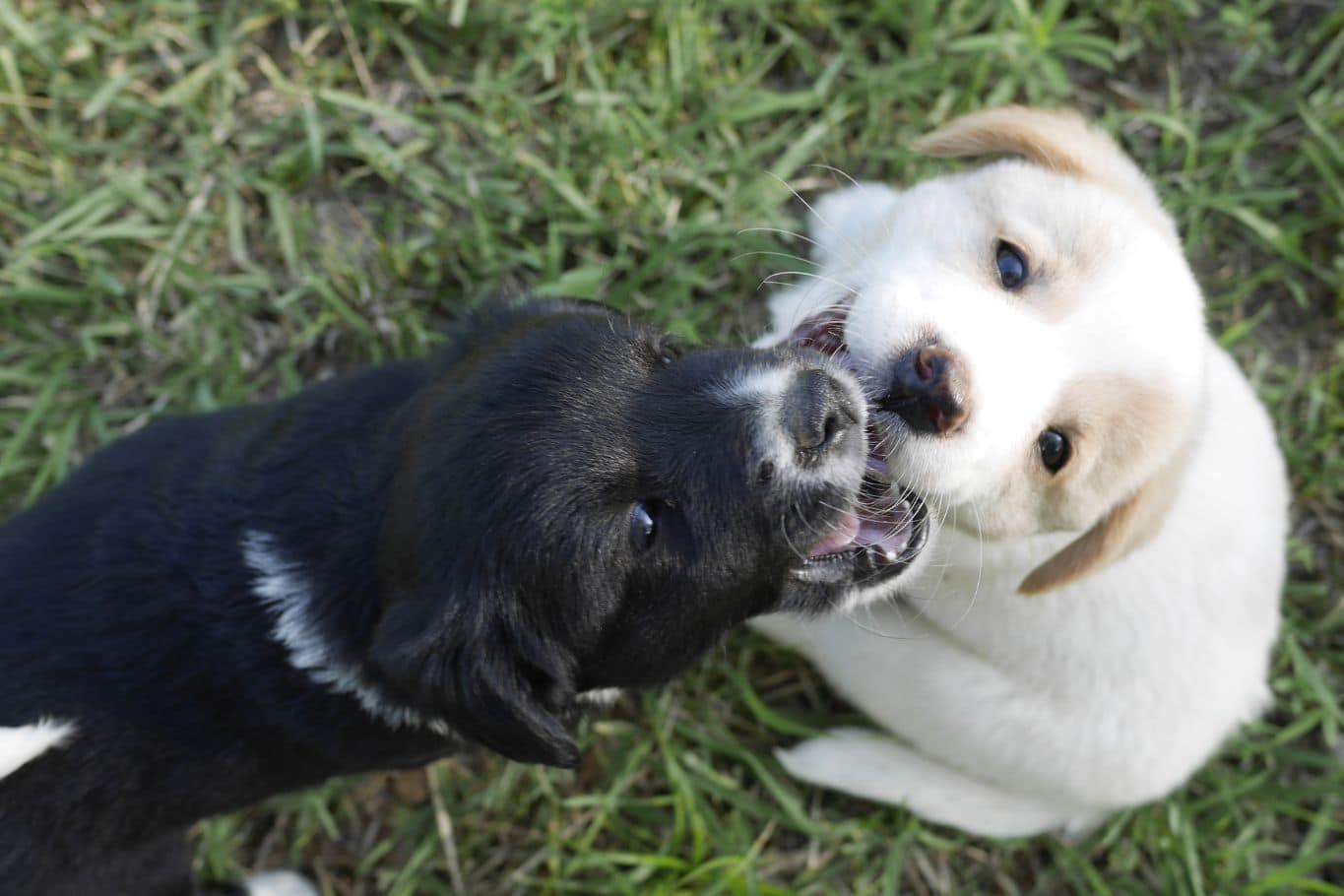 si mi perro muerde a otro perro lo cubre el seguro
