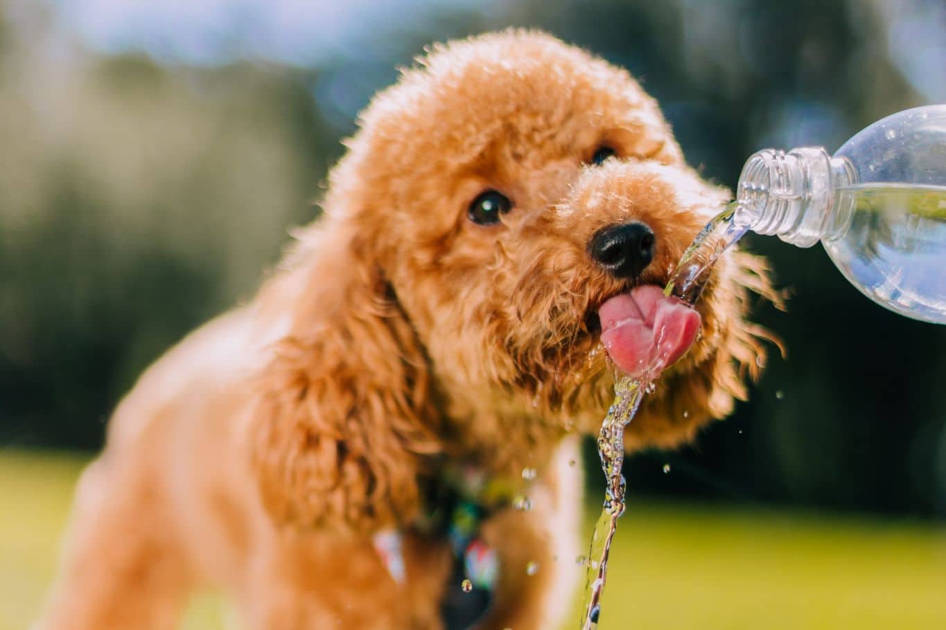 como refrescar perro verano