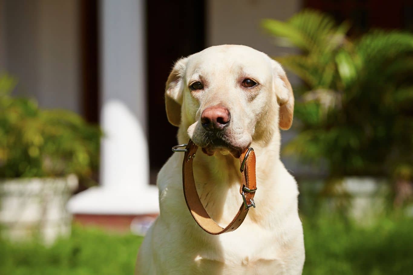 perro se ha comido el collar antiparasitario