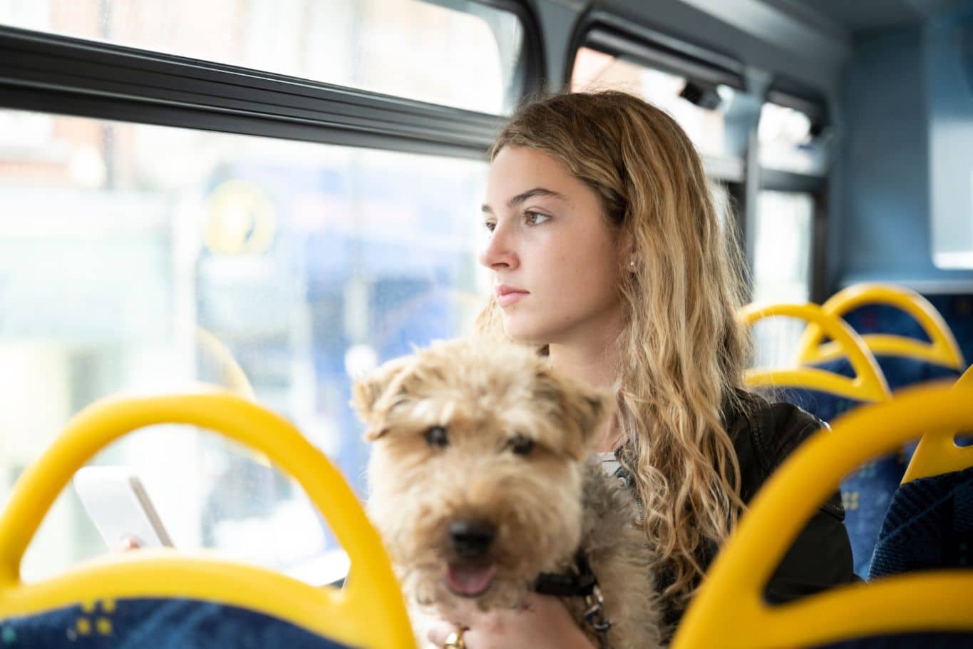 viajar en autobús con un perro