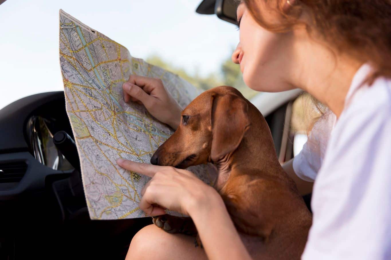 pasaporte para perros
