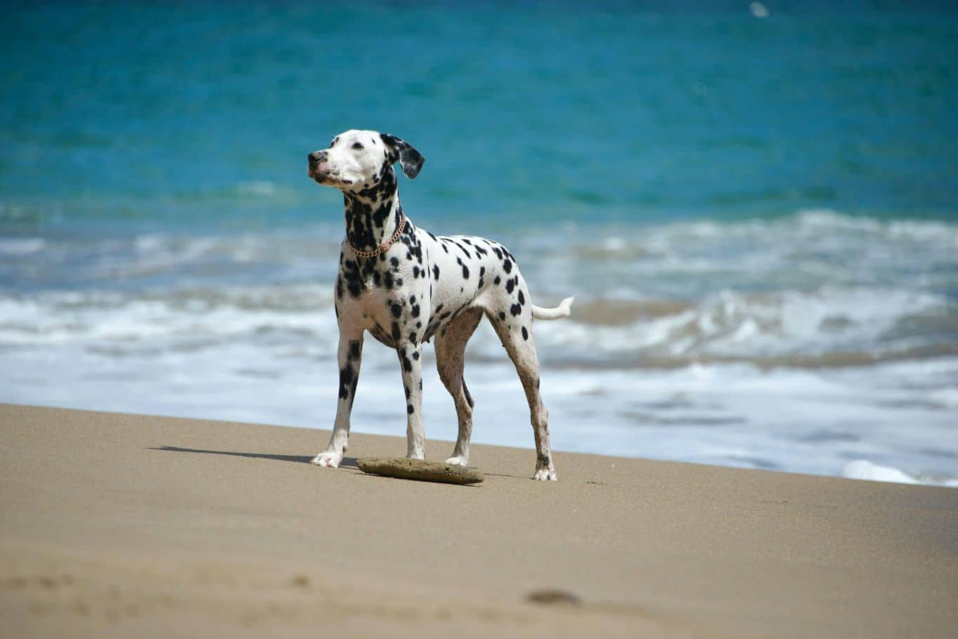 Normativa de perros en playas