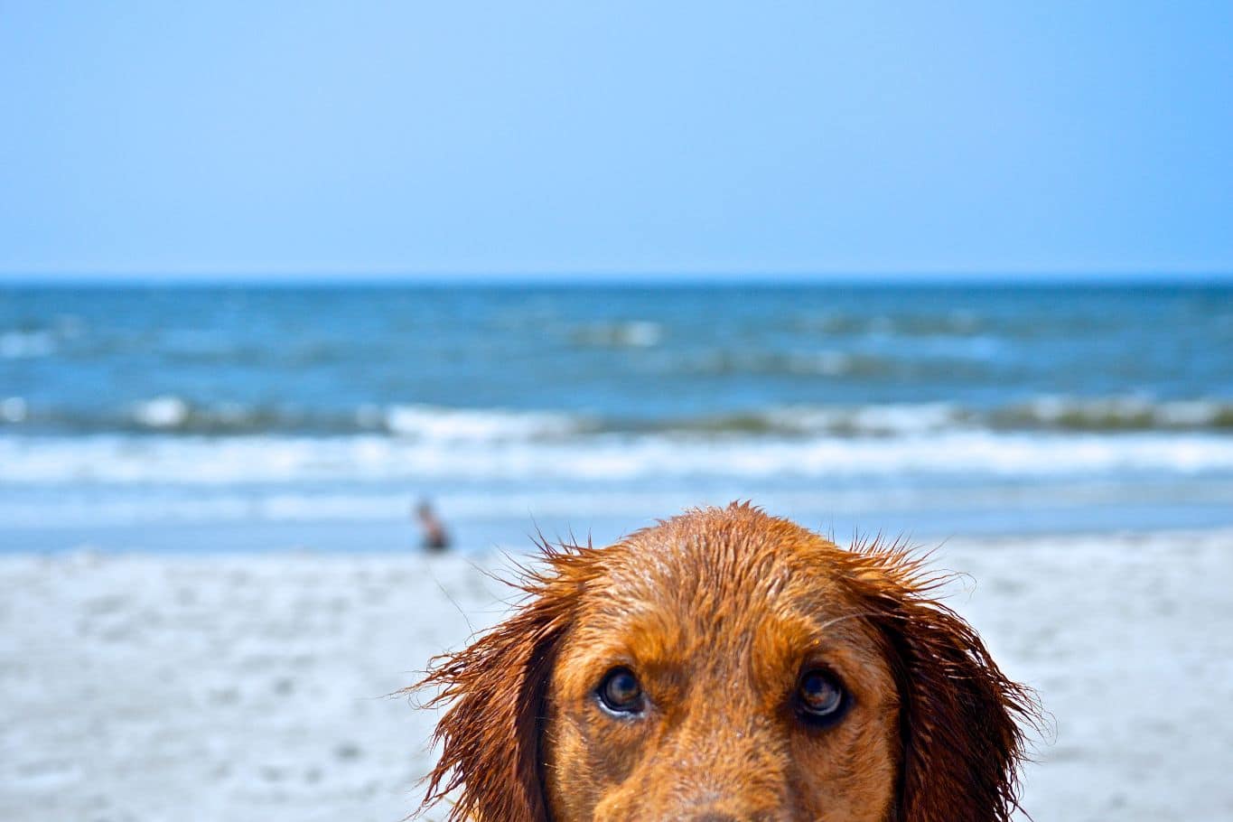 playas para perros