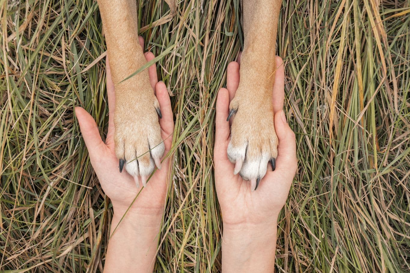 a mi perro le fallan las patas traseras de repente