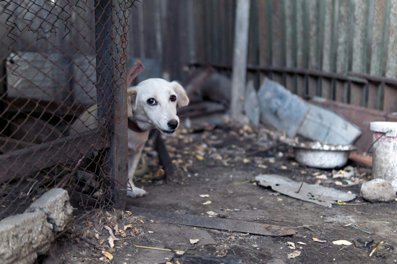 que hacer si te encuentras un perro abandonado
