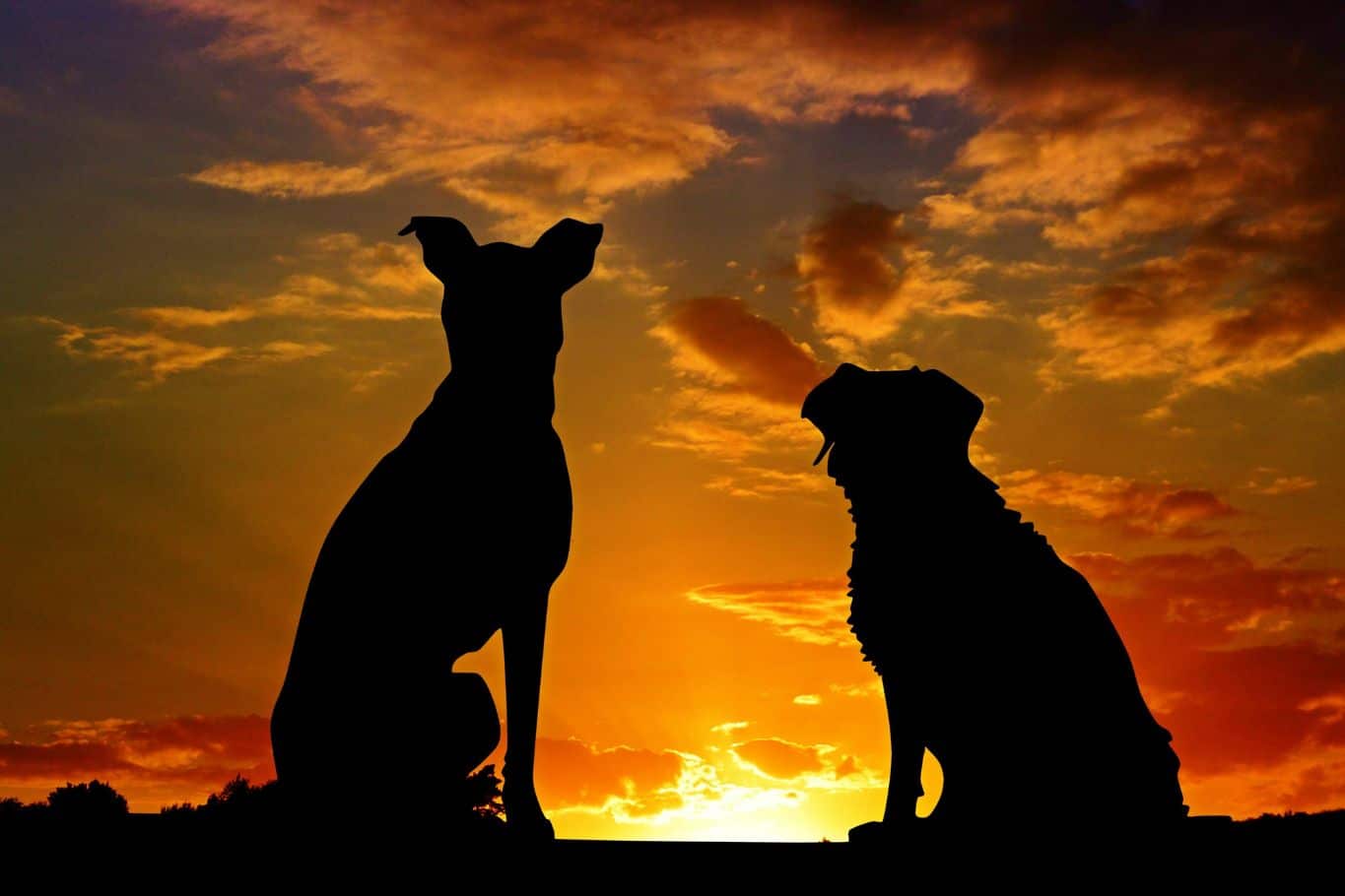 cuanto cuesta incinerar un perro