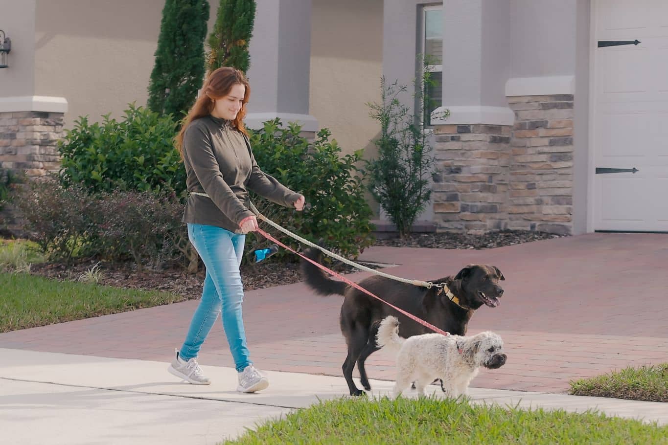 Normativa sobre perros en comunidades de vecinos